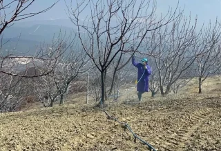 Kütahya’da Kiraz ve Vişne Ağaçlarına Bordo Bulamacı Uygulaması Başlatıldı