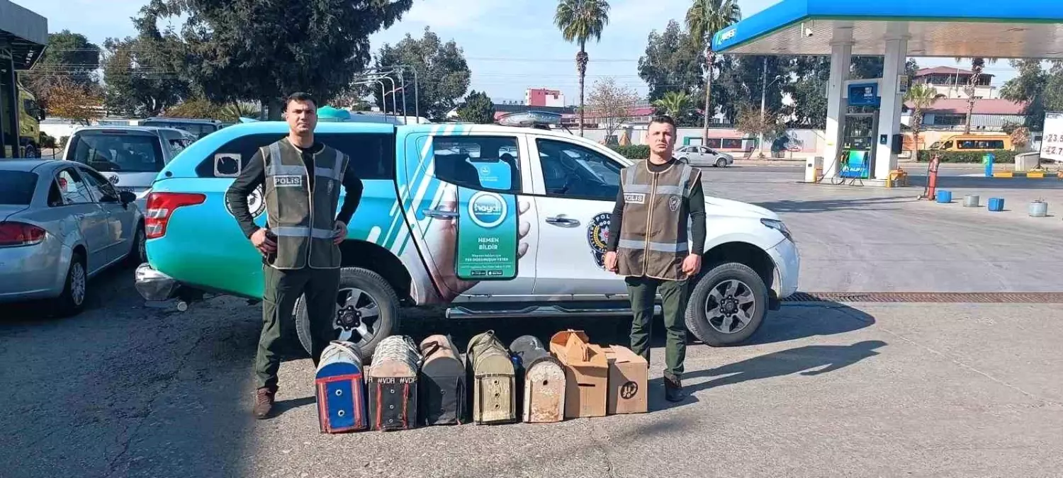 Mersin’de Horoz Dövüşü Operasyonu: Kumar ve Hayvan Hakları İhlali