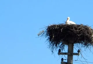 Muğla’da Leyleklerin Bahar Dönüşü Coşkusu