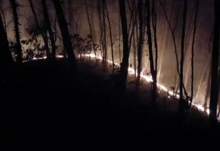 Sakarya’da Orman Yangını Kontrol Altına Alındı