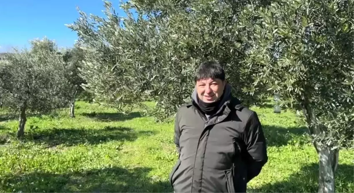 Soğuk Hava Dalgası Zeytin Üretimini Olumlu Etkiledi